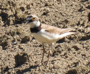 Little Ringed Plover 横須賀 Sun, 7/23/2023