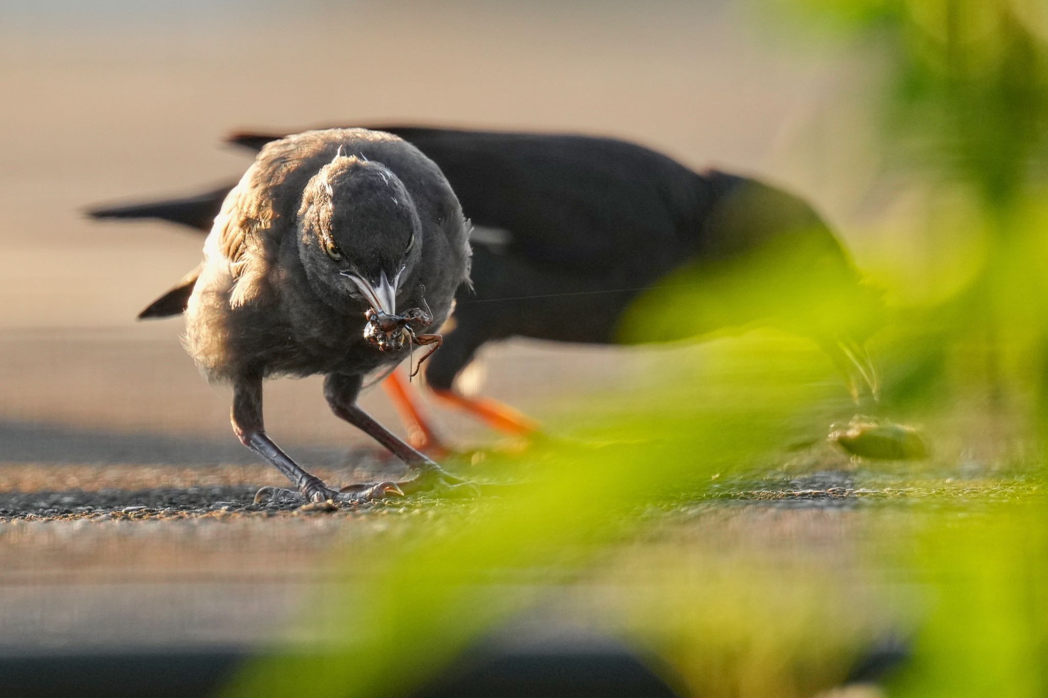 Crested Myna