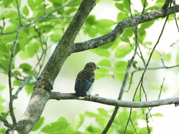 Blue-and-white Flycatcher 伊香保森林公園 Sun, 7/2/2023