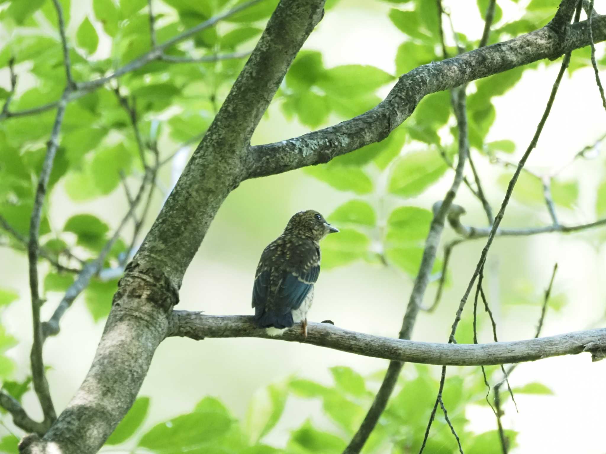 幼鳥は個性的な模様