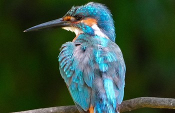 2023年7月23日(日) 茶臼山の野鳥観察記録