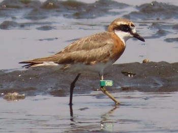 2023年7月23日(日) ふなばし三番瀬海浜公園の野鳥観察記録