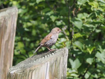 Japanese Accentor Murododaira Sun, 7/23/2023