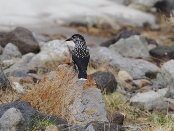 2023年7月23日(日) 室堂平の野鳥観察記録