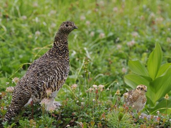 Rock Ptarmigan Murododaira Sun, 7/23/2023