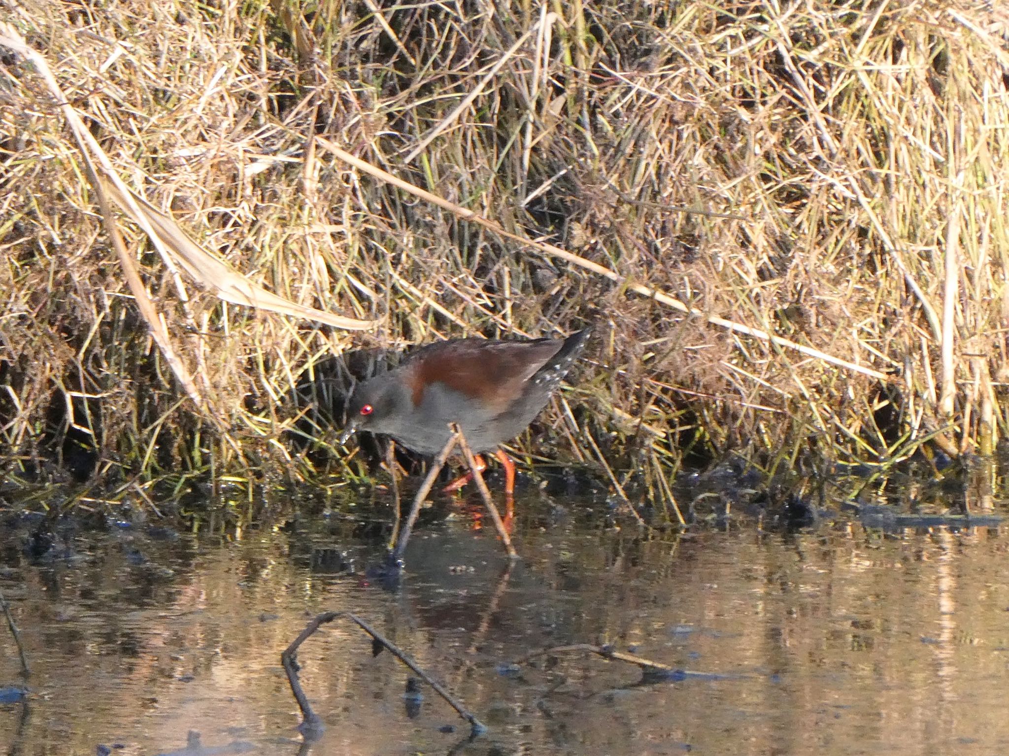 Photo of Spotless Crake at Sydney Olympic Park, NSW, Australia by Maki