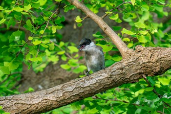 Azure-winged Magpie 山下公園 Sun, 7/23/2023