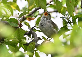 ウグイス 霧ヶ峰高原 2023年7月23日(日)