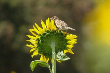 Eurasian Tree Sparrow 国営ひたち海浜公園 Tue, 8/14/2018