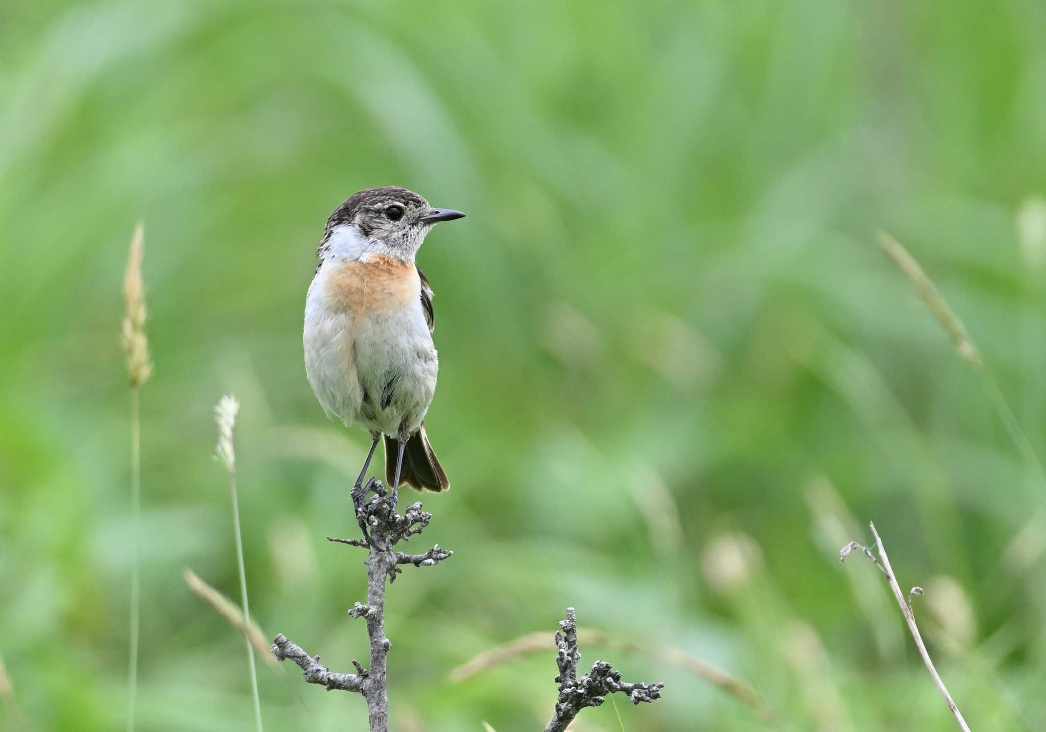 Photo of Amur Stonechat at Kirigamine Highland by 塩コンブ