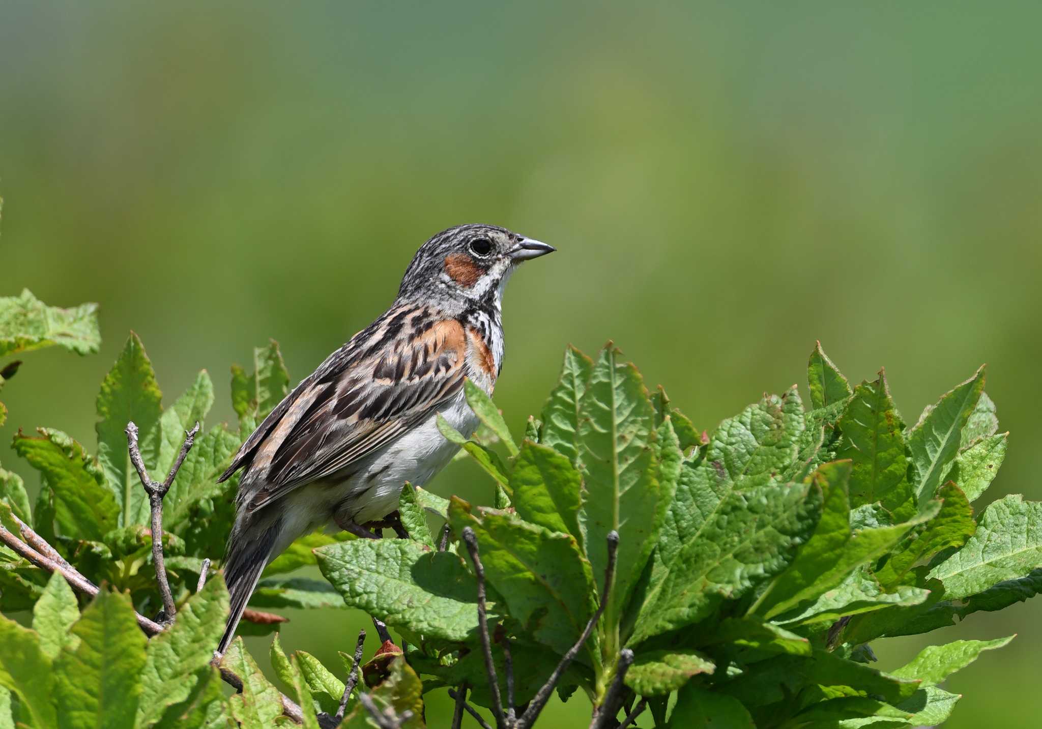 Chestnut-eared Bunting