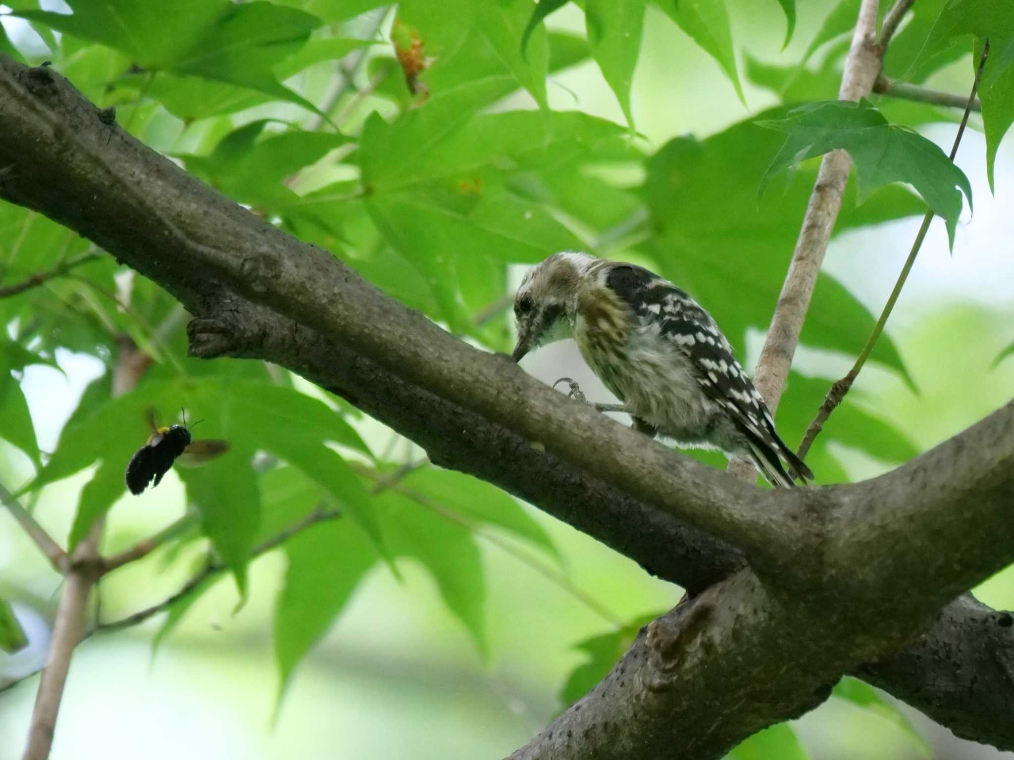 くり返し寄ってくる虫を捕ろうとしていたのですが、ダメでした・・。