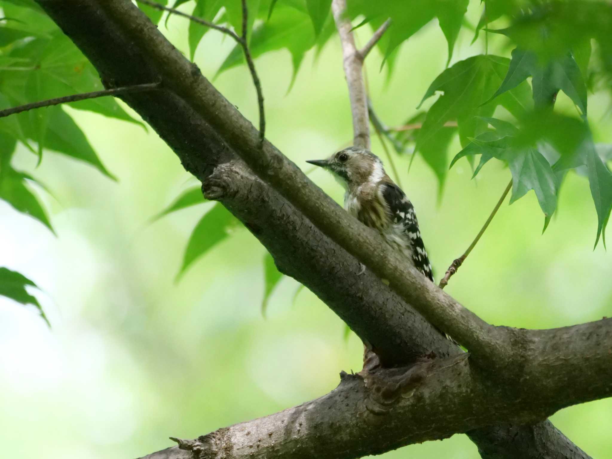 それには、目的がありました・・ by little birds