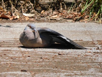 2023年7月23日(日) 昭和記念公園の野鳥観察記録