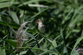 Oriental Reed Warbler Isanuma Sat, 6/17/2023