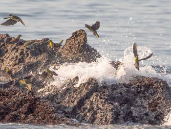 2023年7月23日(日) 大磯照ヶ崎海岸の野鳥観察記録