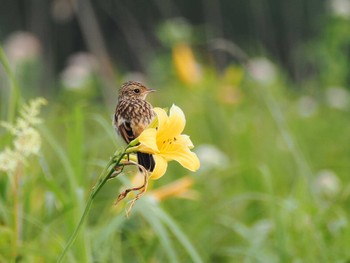 Amur Stonechat Kirigamine Highland Mon, 7/17/2023