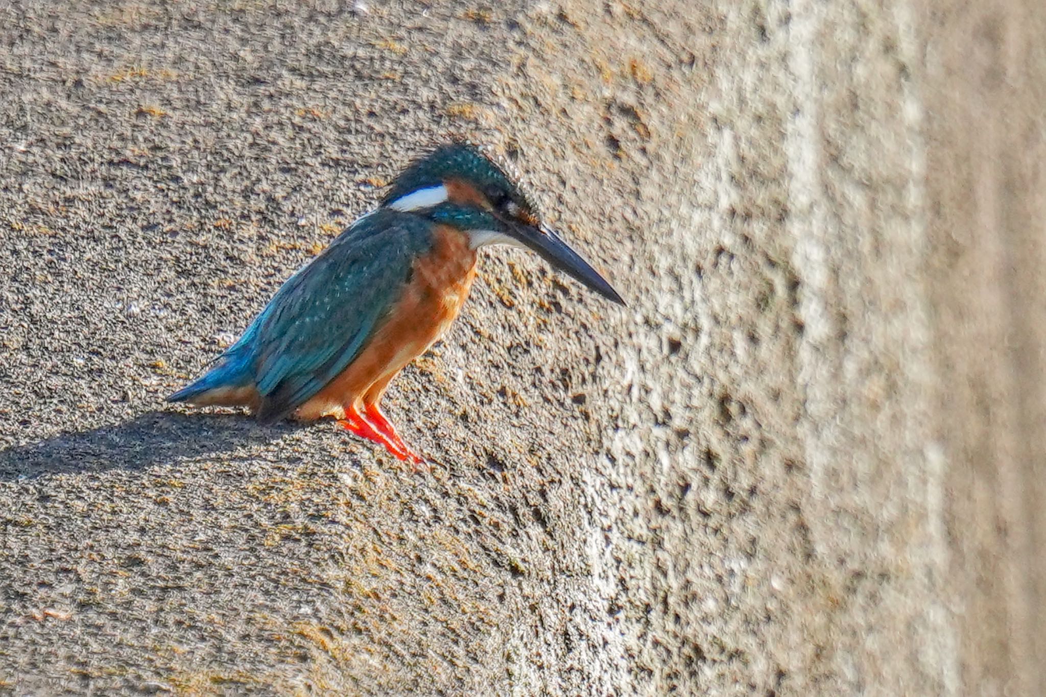 Common Kingfisher