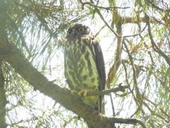 2023年7月21日(金) 京都御苑の野鳥観察記録