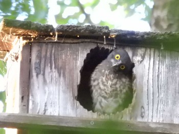 2023年7月23日(日) 京都御苑の野鳥観察記録