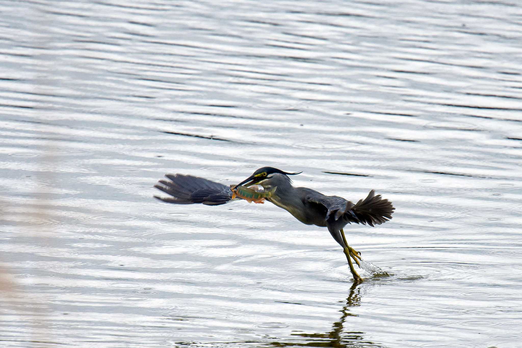 Photo of Striated Heron at  by Tanago Gaia (ichimonji)