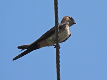 Red-rumped Swallow 各務原市内 Sun, 7/23/2023