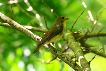 2023年7月22日(土) 早戸川林道の野鳥観察記録