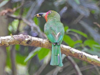 Red-bearded Bee-eater Kaeng Krachan National Park Fri, 6/30/2023