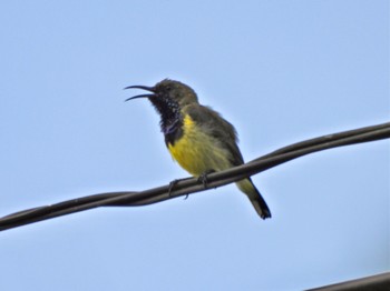 Ornate Sunbird Kaeng Krachan National Park Fri, 6/30/2023