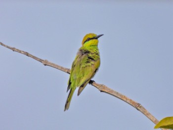 Asian Green Bee-eater Kaeng Krachan National Park Fri, 6/30/2023