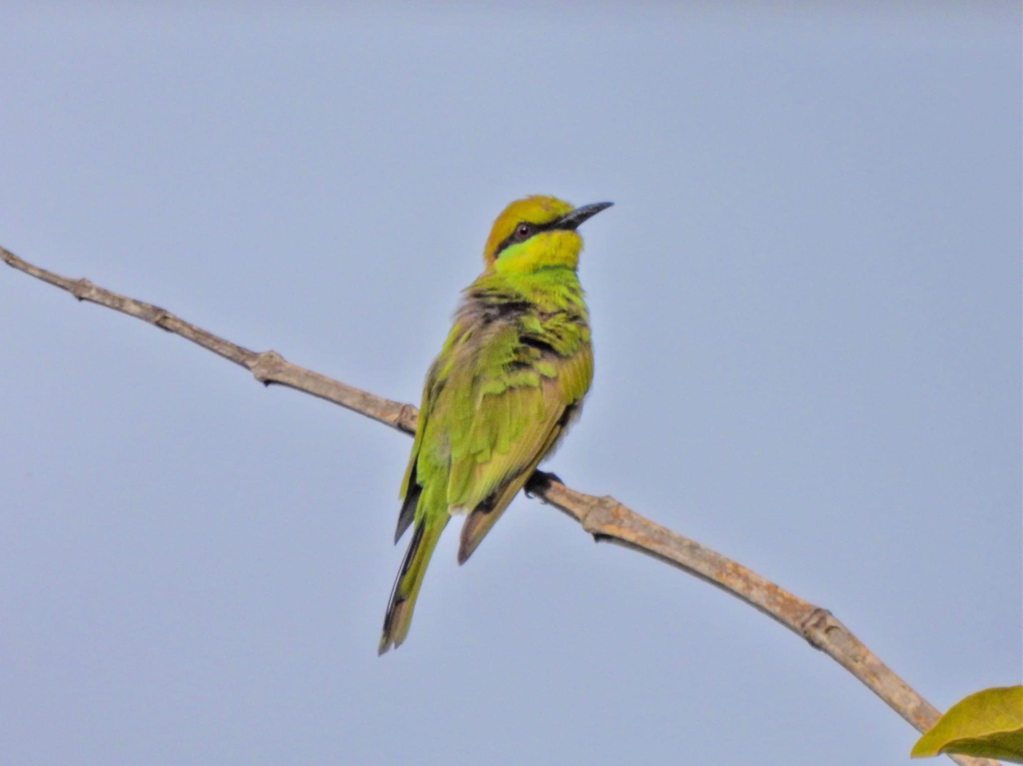 Asian Green Bee-eater