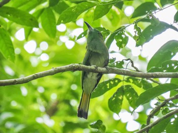 Red-bearded Bee-eater Kaeng Krachan National Park Fri, 6/30/2023