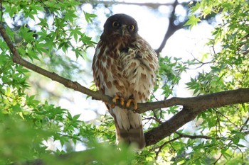 2023年7月23日(日) 八王子の野鳥観察記録