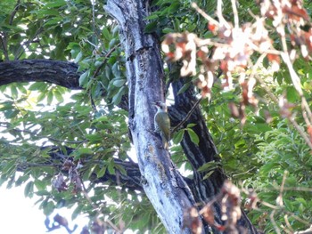 Japanese Green Woodpecker Higashitakane Forest park Sun, 7/23/2023