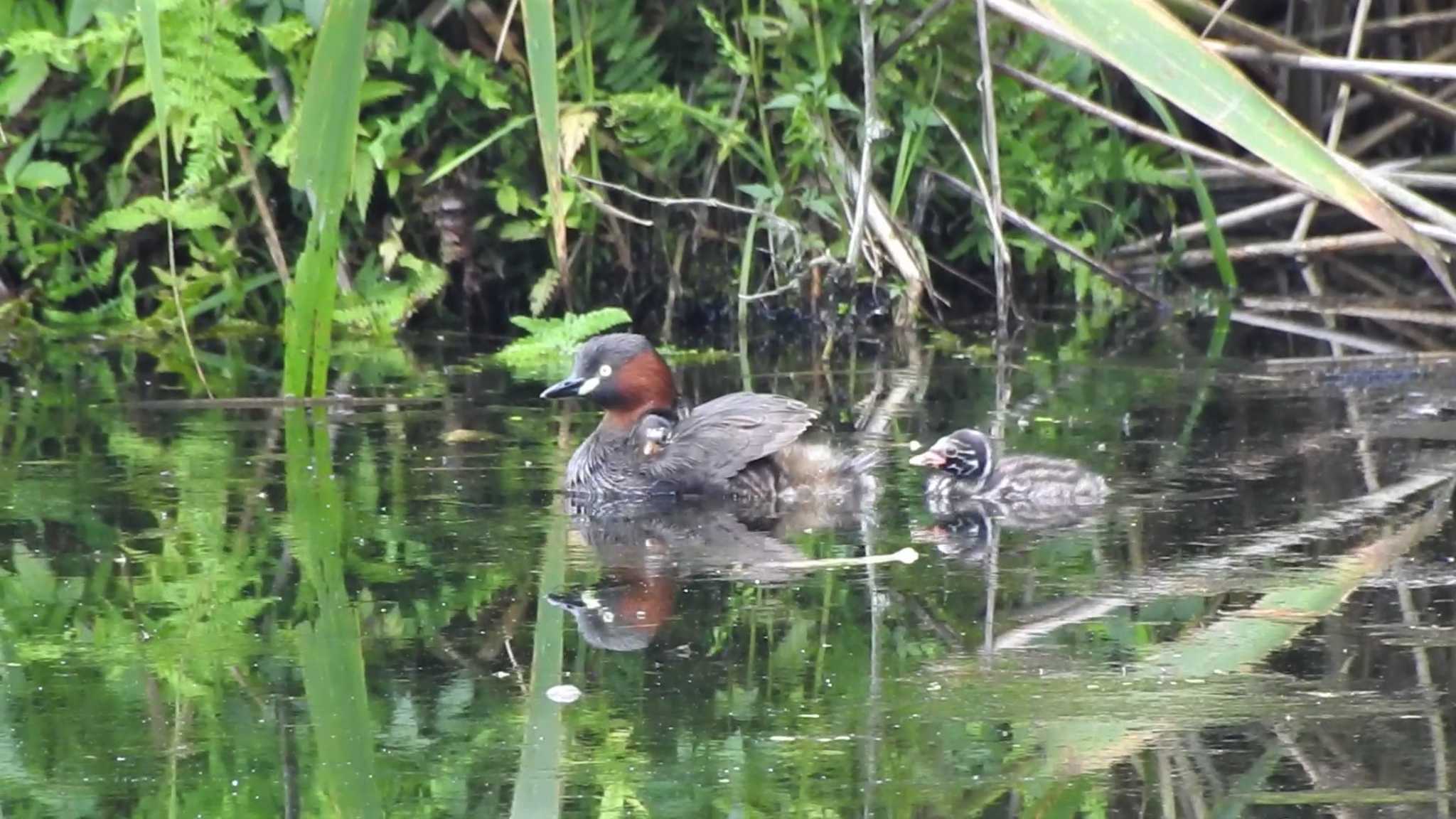 カイツブリ