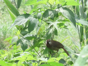 カオジロガビチョウ 渡良瀬遊水地 2023年7月7日(金)