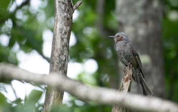 Brown-eared Bulbul 野幌森林公園 Sun, 7/2/2023