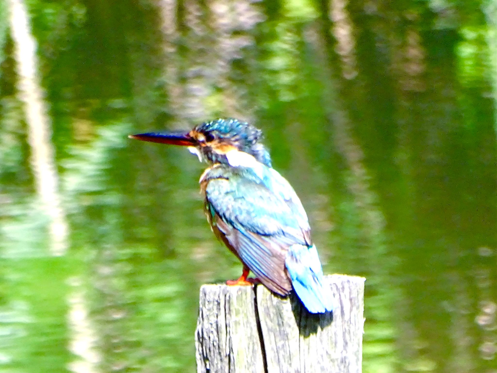 舞岡公園 カワセミの写真