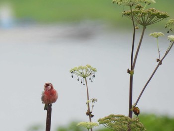 Siberian Long-tailed Rosefinch 湧洞沼(豊頃町) Sun, 7/16/2023