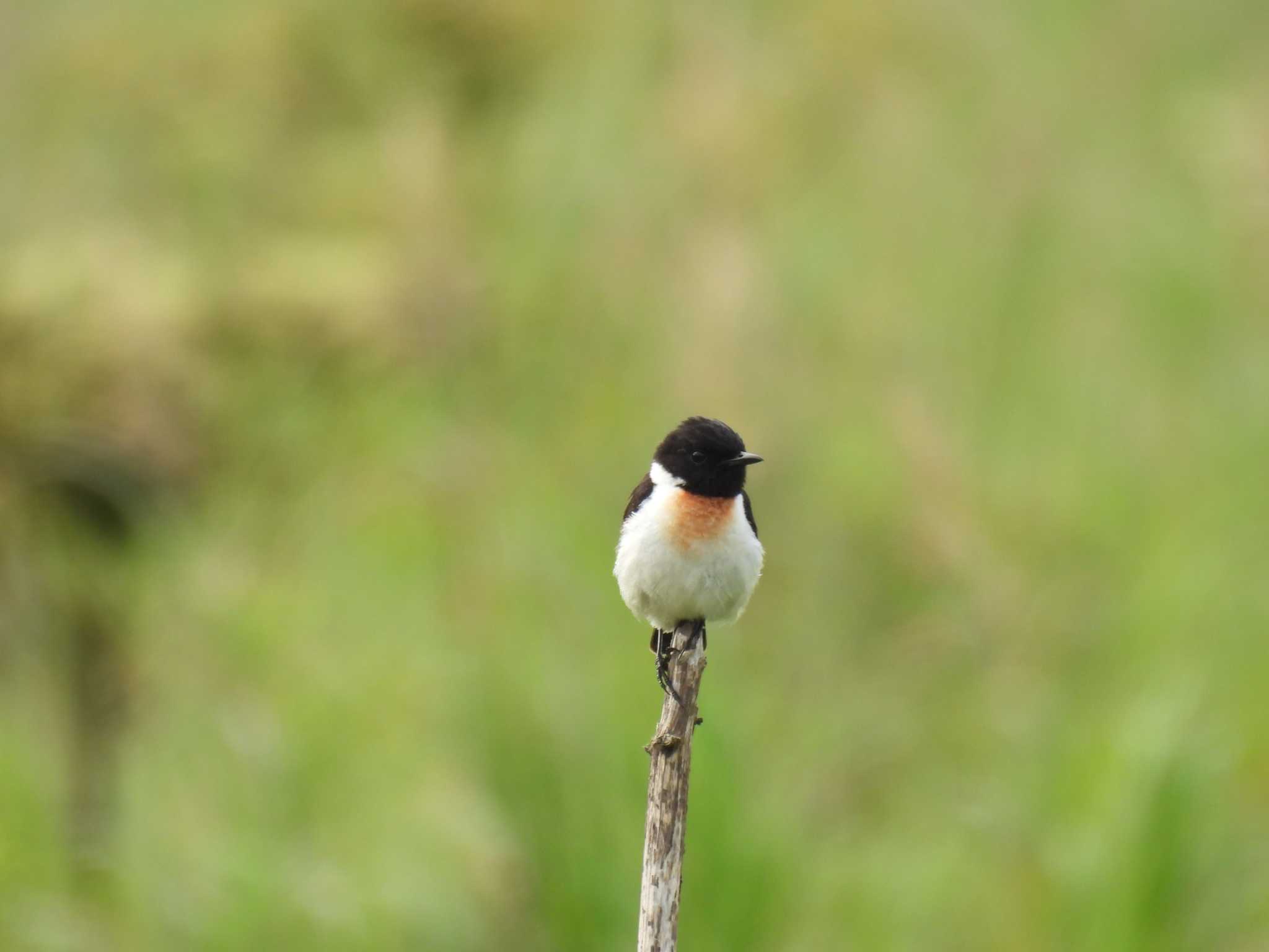 Amur Stonechat