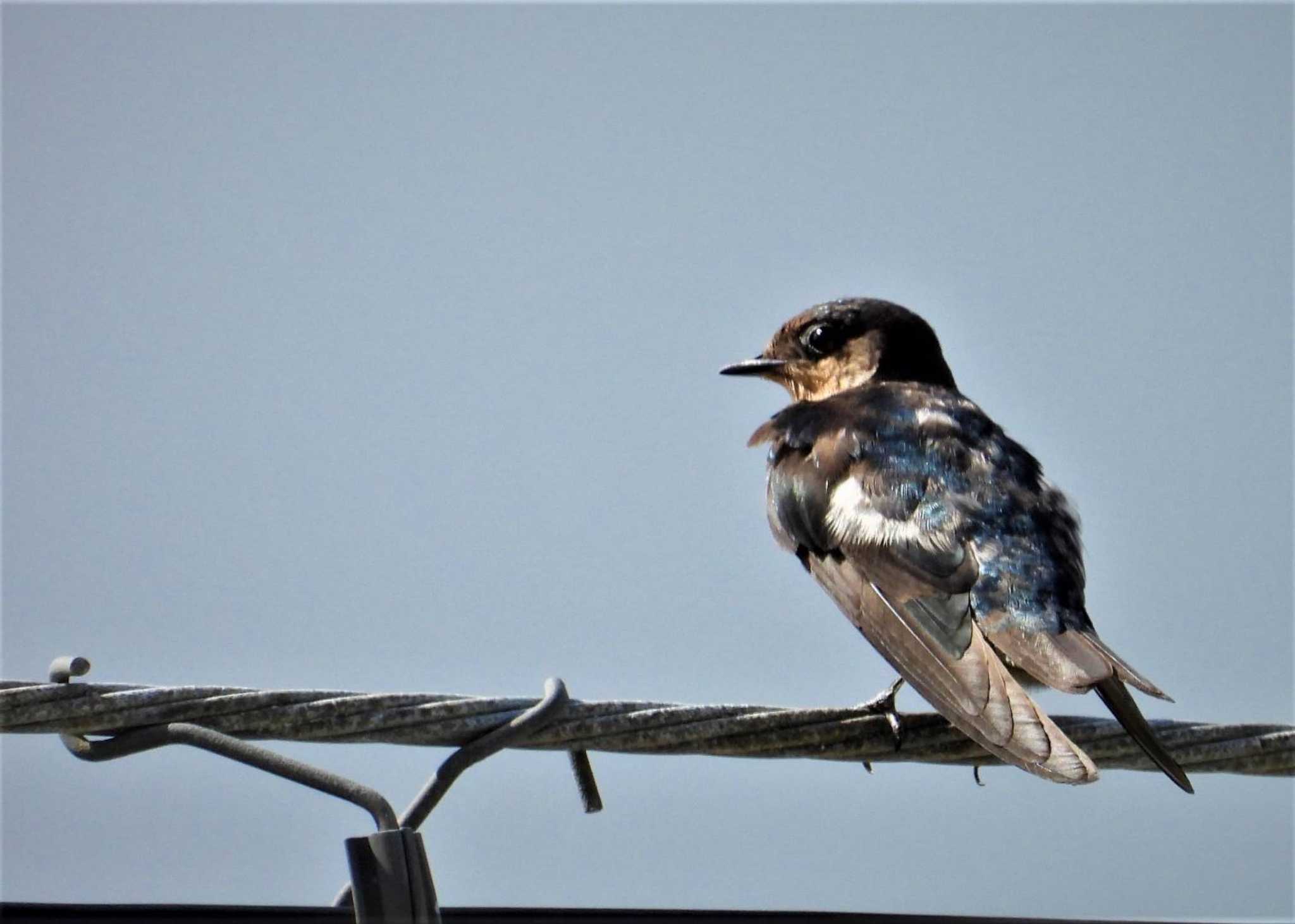 Pacific Swallow