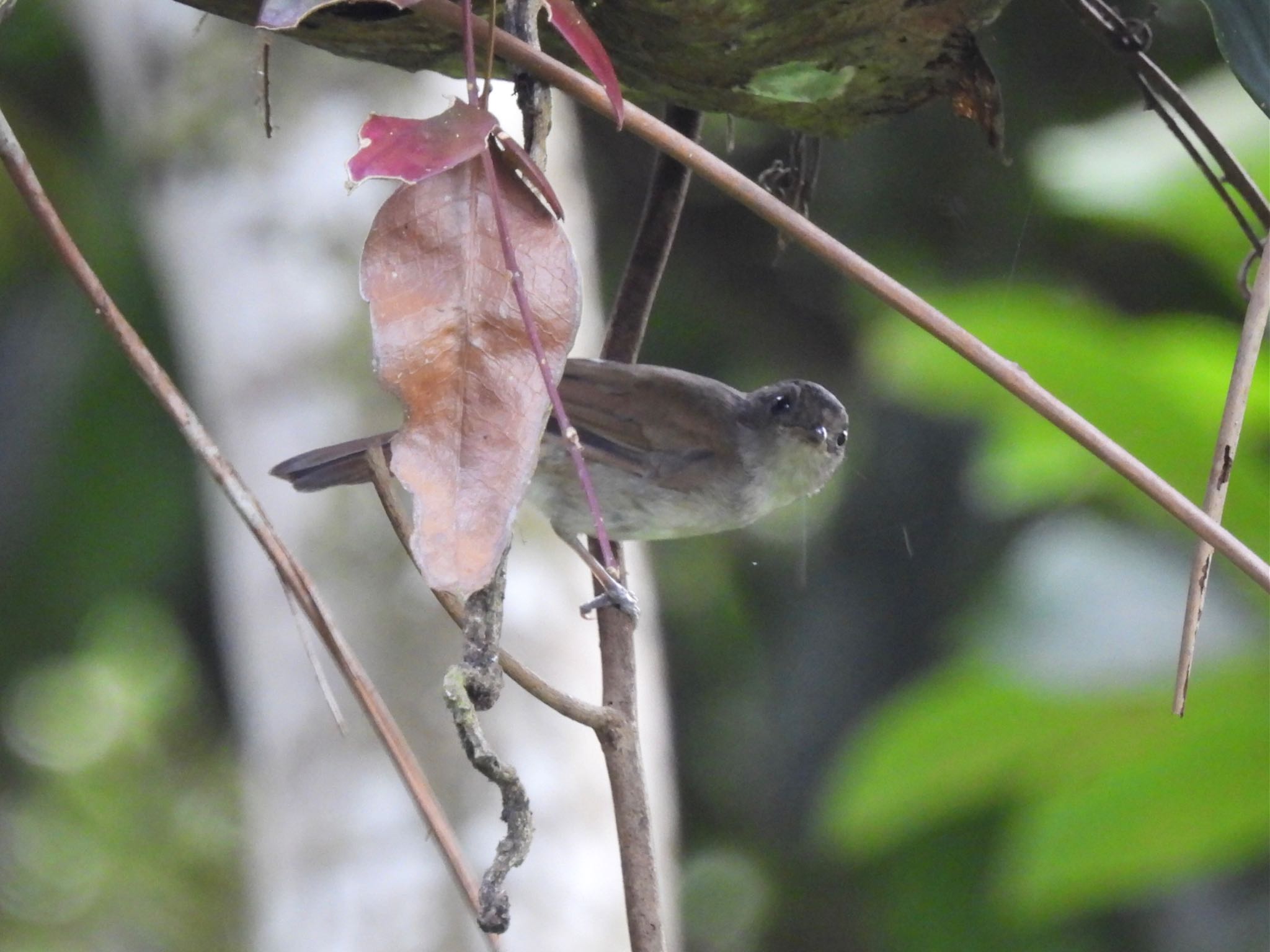 Horsfield's Babbler