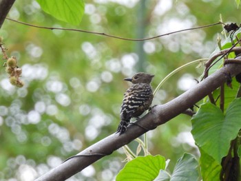 Zebra Woodpecker Kinabaru park Thu, 9/22/2022