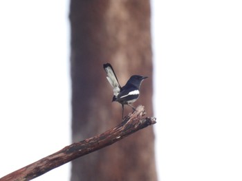 Oriental Magpie-Robin Kinabaru park Thu, 9/22/2022