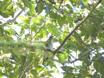 Bornean Spiderhunter Kinabaru park Thu, 9/22/2022