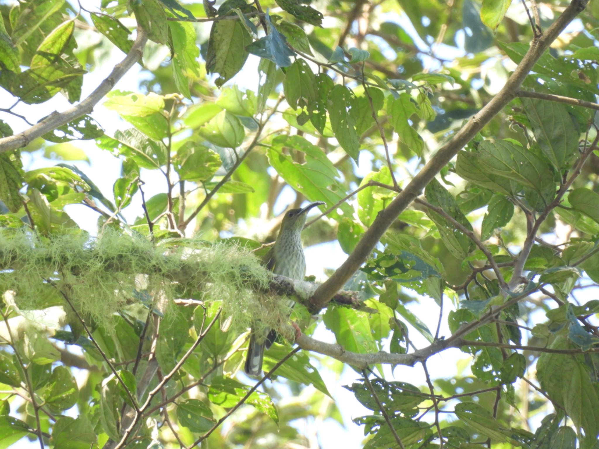 Bornean Spiderhunter