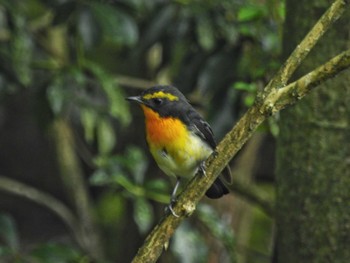 キビタキ 西湖野鳥の森公園 2023年7月23日(日)