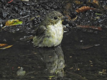 キビタキ 西湖野鳥の森公園 2023年7月23日(日)