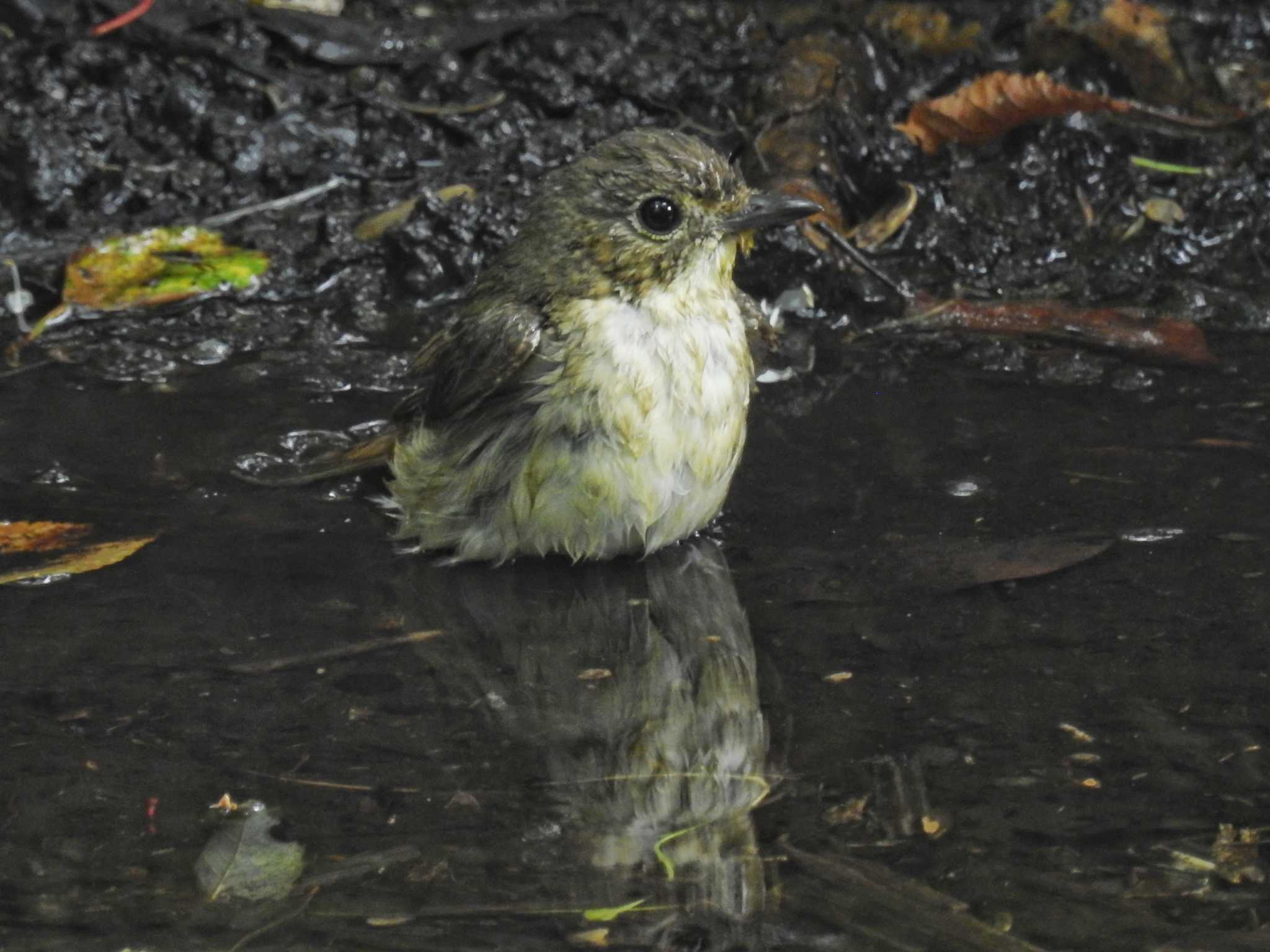 西湖野鳥の森公園 キビタキの写真 by ウタさんぽ