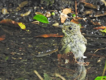 キビタキ 西湖野鳥の森公園 2023年7月23日(日)